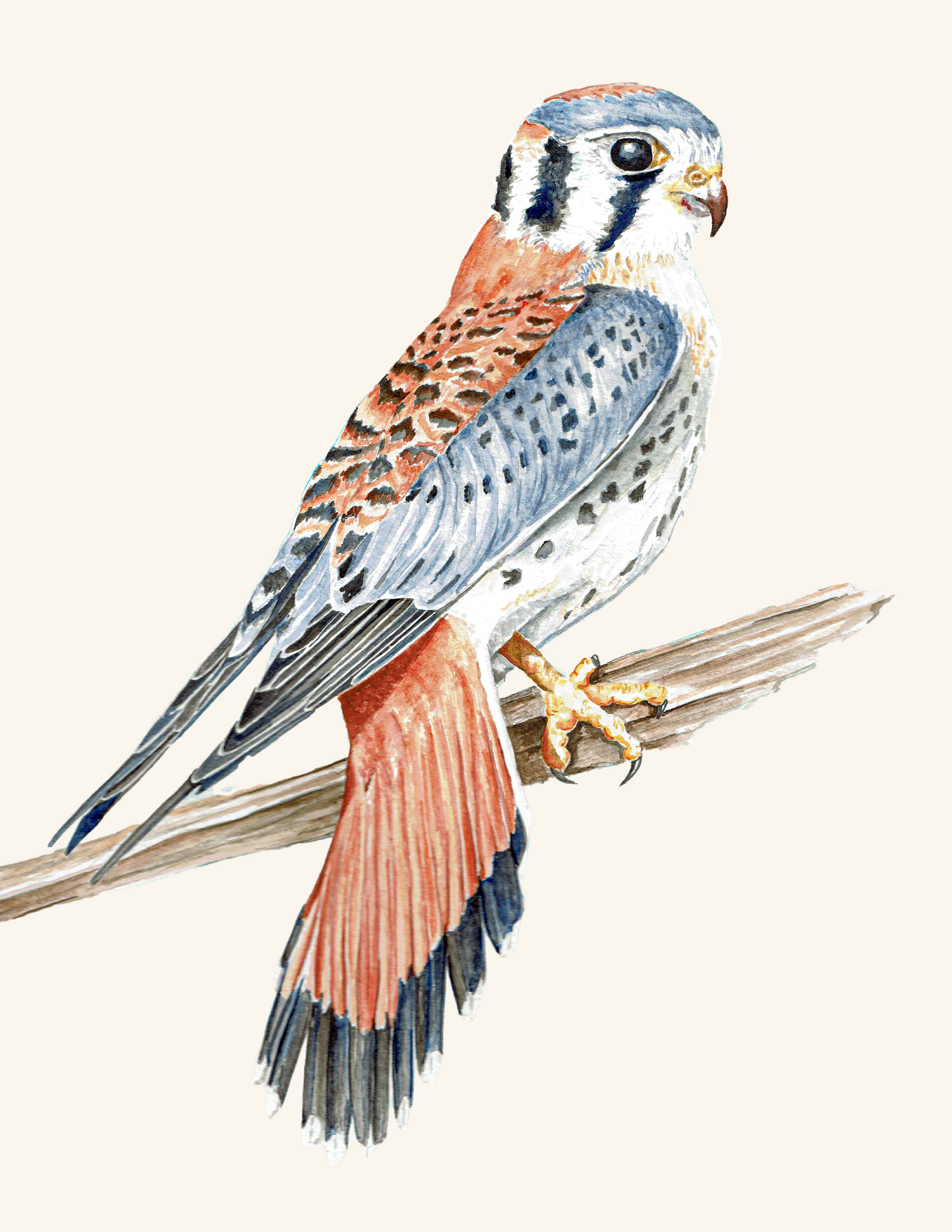 Watercolor painting of a kestrel at rest
